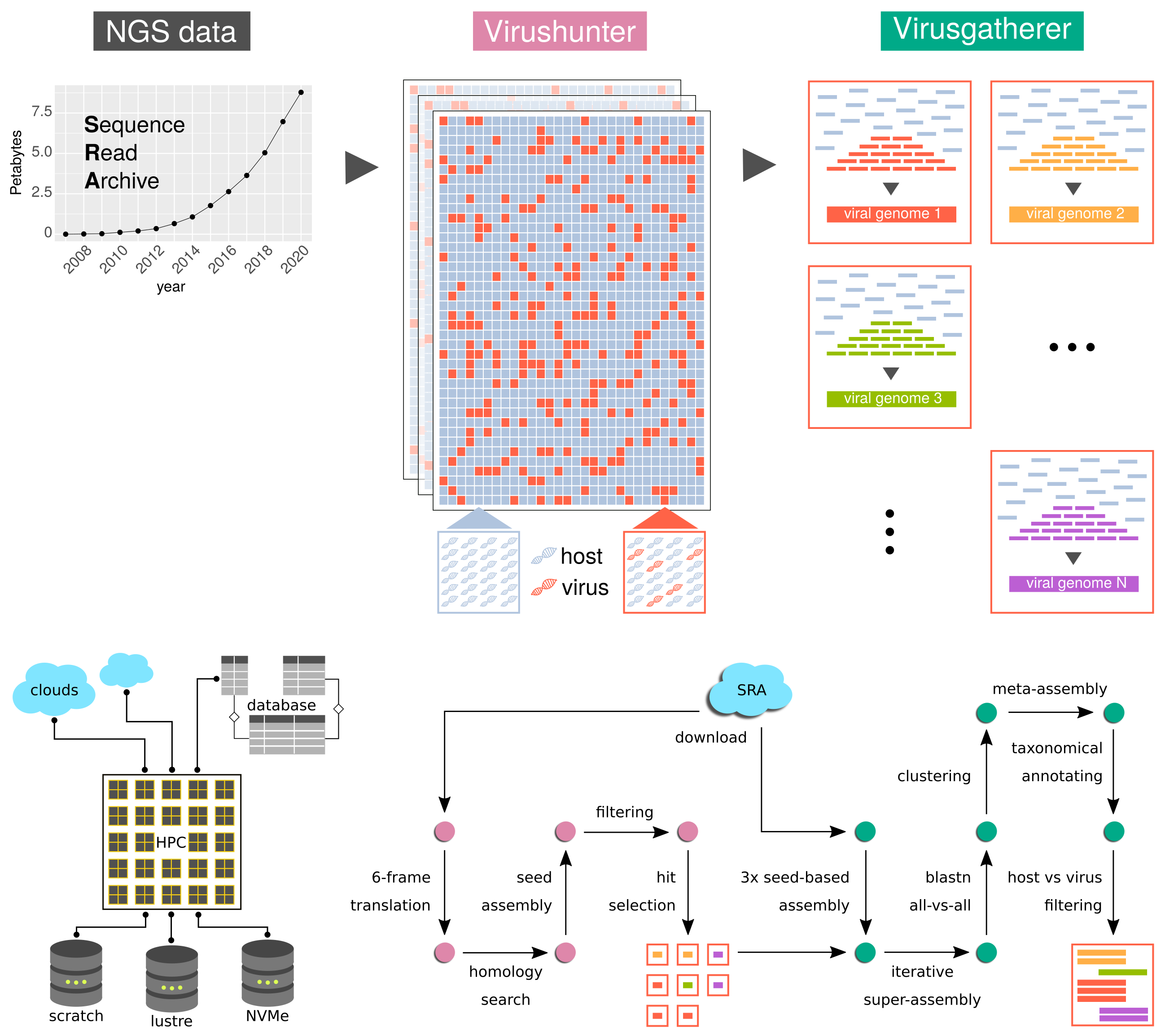 Figure 1. Bioinformatics workflow for discovering viral sequences in primary sequencing data using the HPC of TU Dresden. We use data from the Sequence Read Archive (SRA) database. These data are downloaded for analysis and temporarily stored. In the first analysis step (Virushunter) we screen a large amount of data sets to distinguish which of them contain viral sequences (red) and which do not (blue). In the second analysis step (Virusgatherer), we assemble the viral genome sequences for the virus-positiv