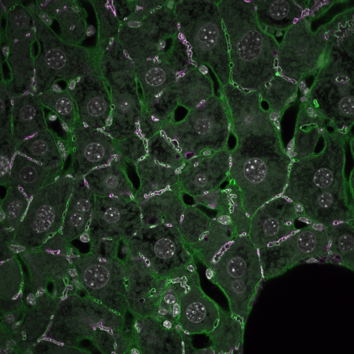 Microscopy image of liver tissue with bile canaliculi revealing the apical bulkheads co-stained in magenta and green.